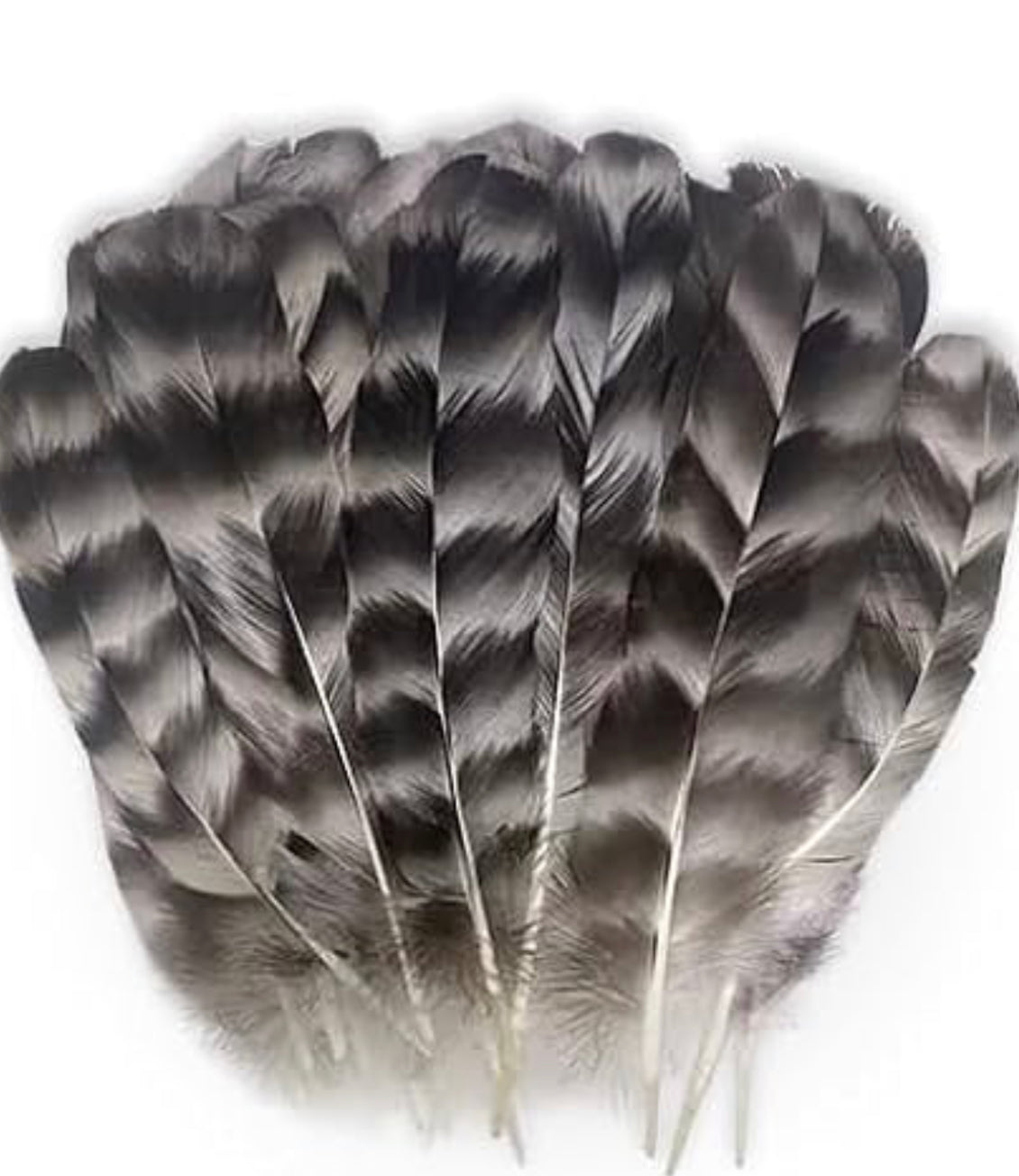 Feathers